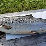 Tervetuloa Nauttimhaan Puhtaasta Luonnosta Pelhoon Chalet