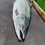 Tervetuloa Nauttimhaan Puhtaasta Luonnosta Pelhoon