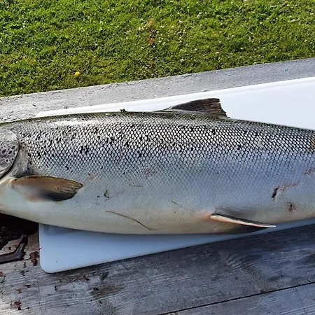 Tervetuloa Nauttimhaan Puhtaasta Luonnosta Pelhoon Alpehytte