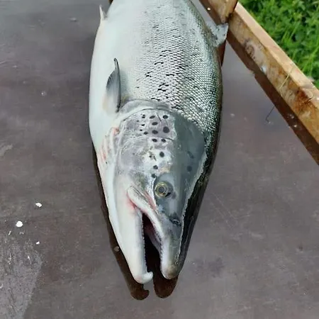 Tervetuloa Nauttimhaan Puhtaasta Luonnosta Pelhoon