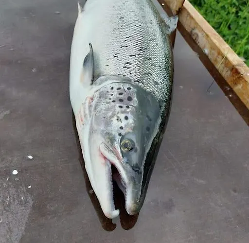 Tervetuloa Nauttimhaan Puhtaasta Luonnosta Pelhoon